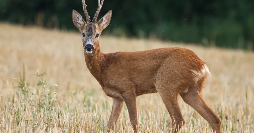 what to do when you hit a deer