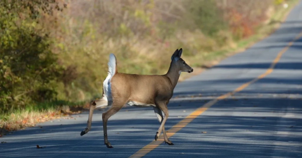 preventing future deer collisions